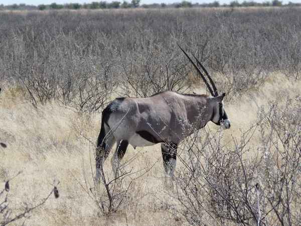 Oryx zwischen Dornen