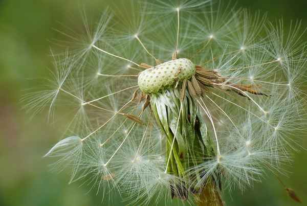Pusteblume
