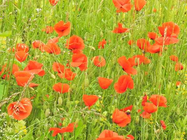 Flower Power