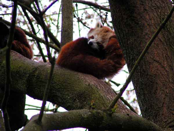 Kleiner Panda 1