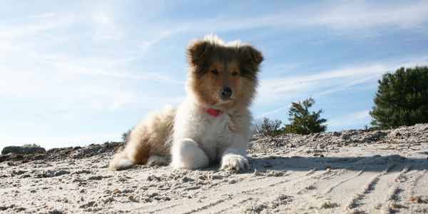 American Collie 0009