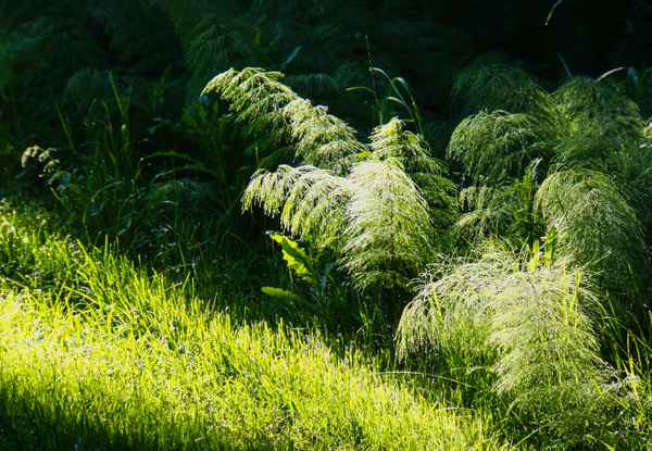 Waldschachtelhalm im Morgenlicht