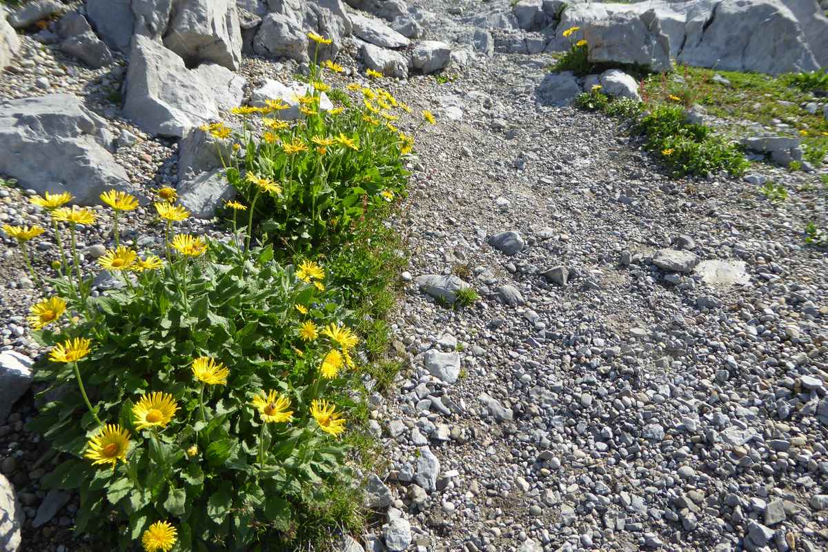 Blumenschmuck am Säntis-Felsenweg