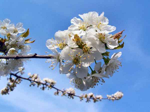 Kirschblüte... (1)