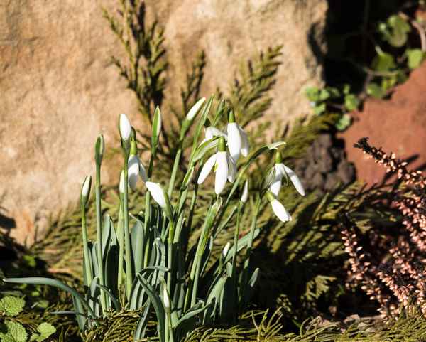 die ersten Schneeglöckchen im Garten