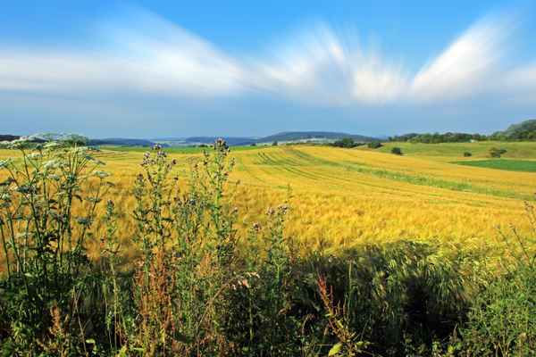 Felder im Sommer