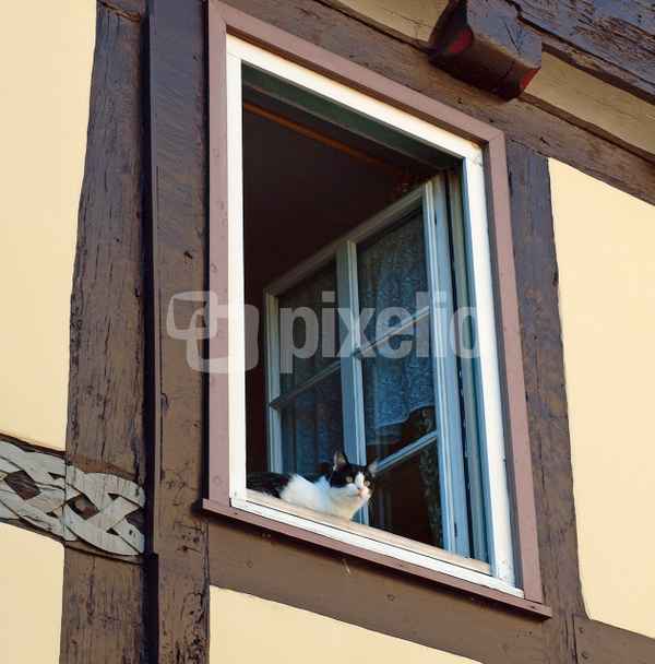 Wooo... sind die Mäuse?
