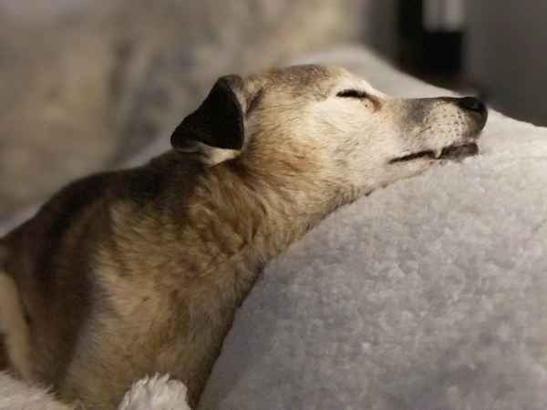 hund klein schlafend