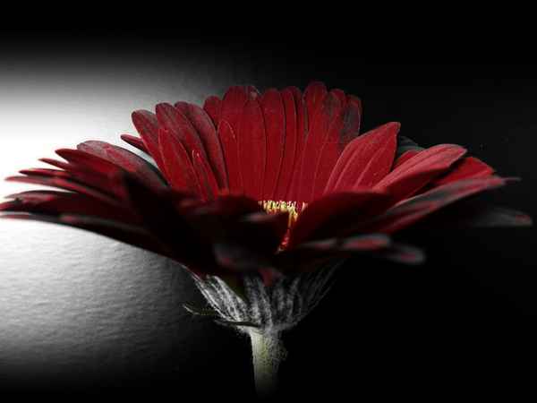 Gerbera rot und schwarz