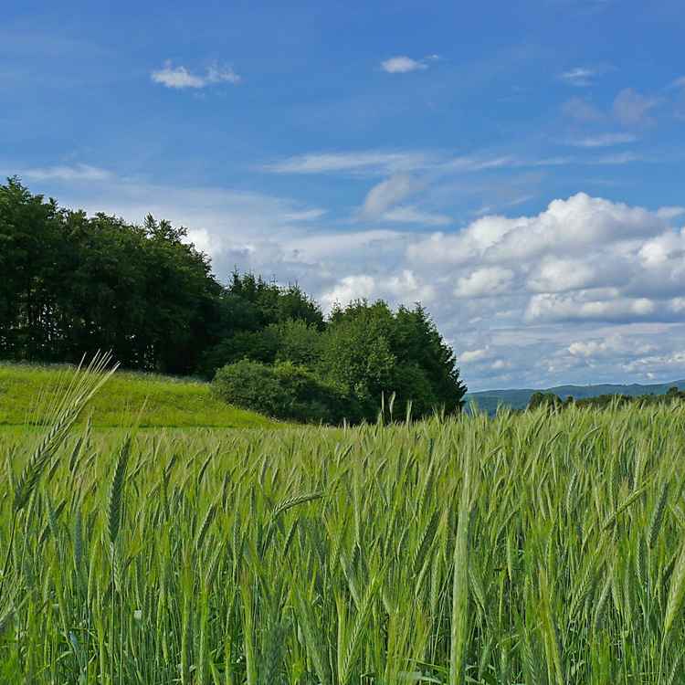 Frühsommer