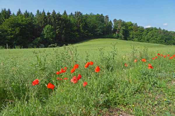 Streifzug über Land / 3