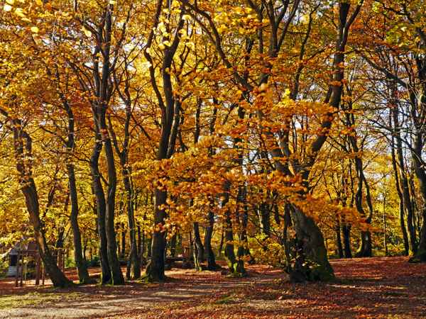 Herbstlicher Buchenwald