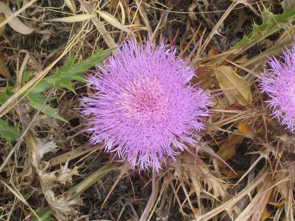 Distelblüte