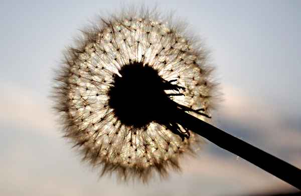 pusteblume in der abendsonne