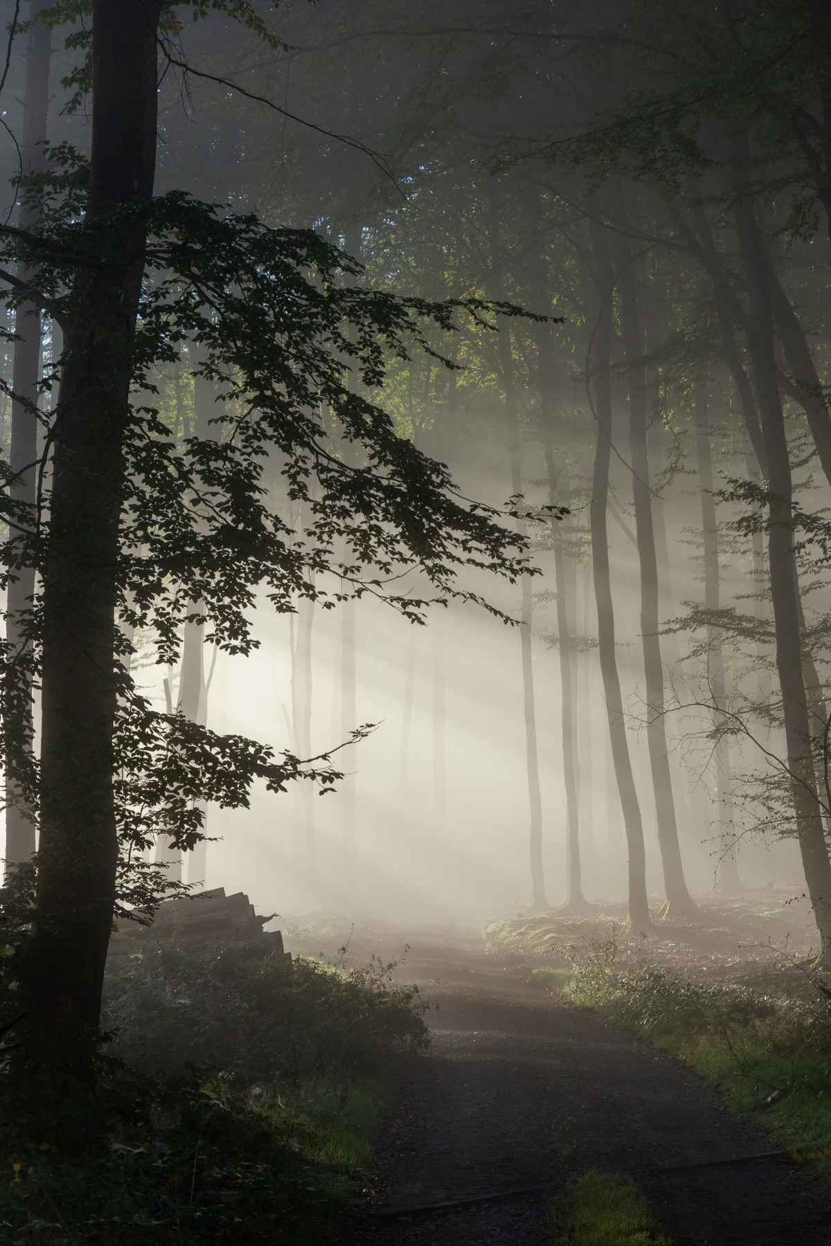 Waldweg im Nebel