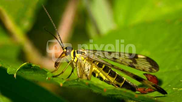 Skorpionsfliege (Männchen)