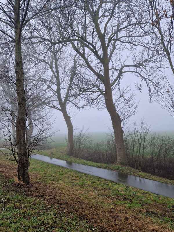 Nebel