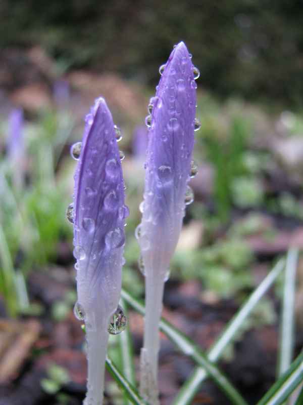 Krokus nach dem Regen...