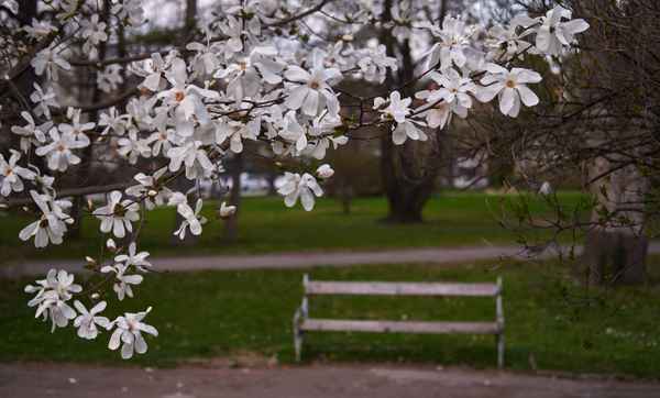 weißer Magnolienstrauch im Park