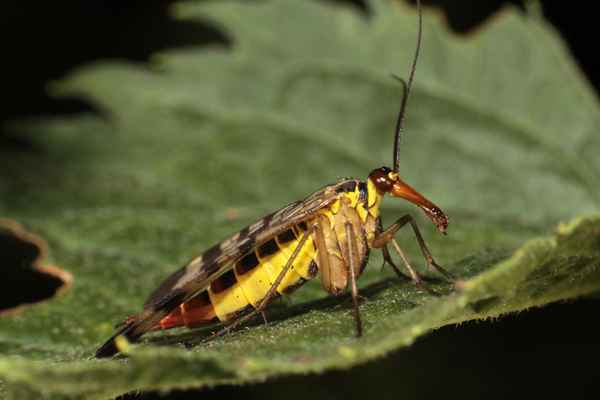 Skorpionsfliege (Weibchen)