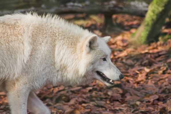 Polarwolf5