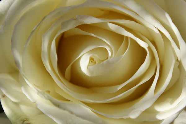 Das Auge der Rose ..von oben betrachtet