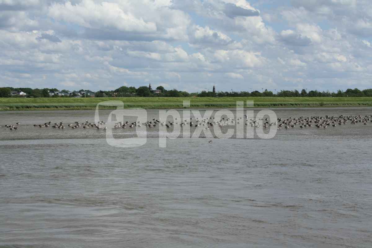 Vogelkolonie auf der Elbe