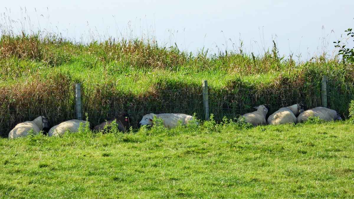 Suche nach schattigem Plätzchen