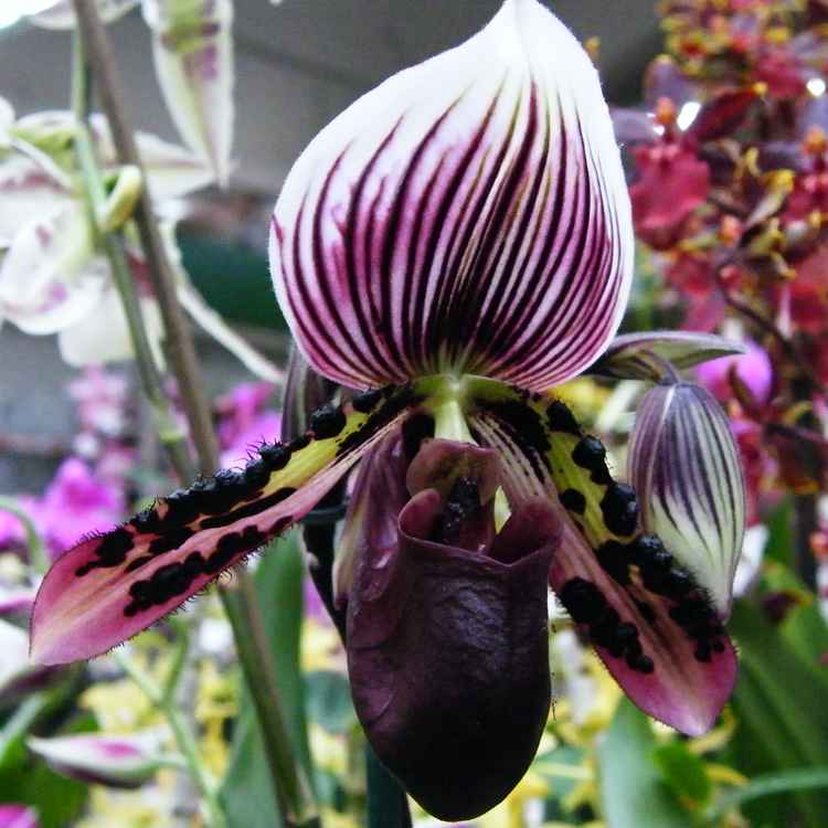 Orchideenblüte