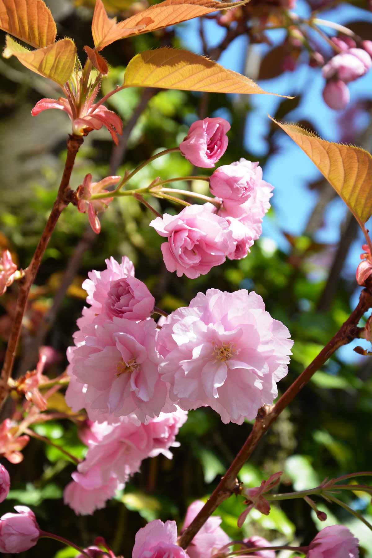Kirschblüten-Zauber
