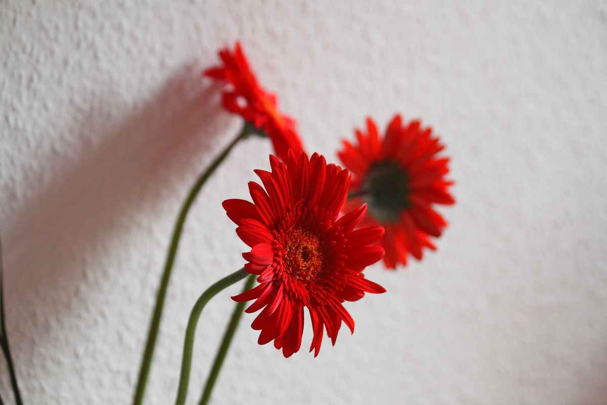 Gerbera