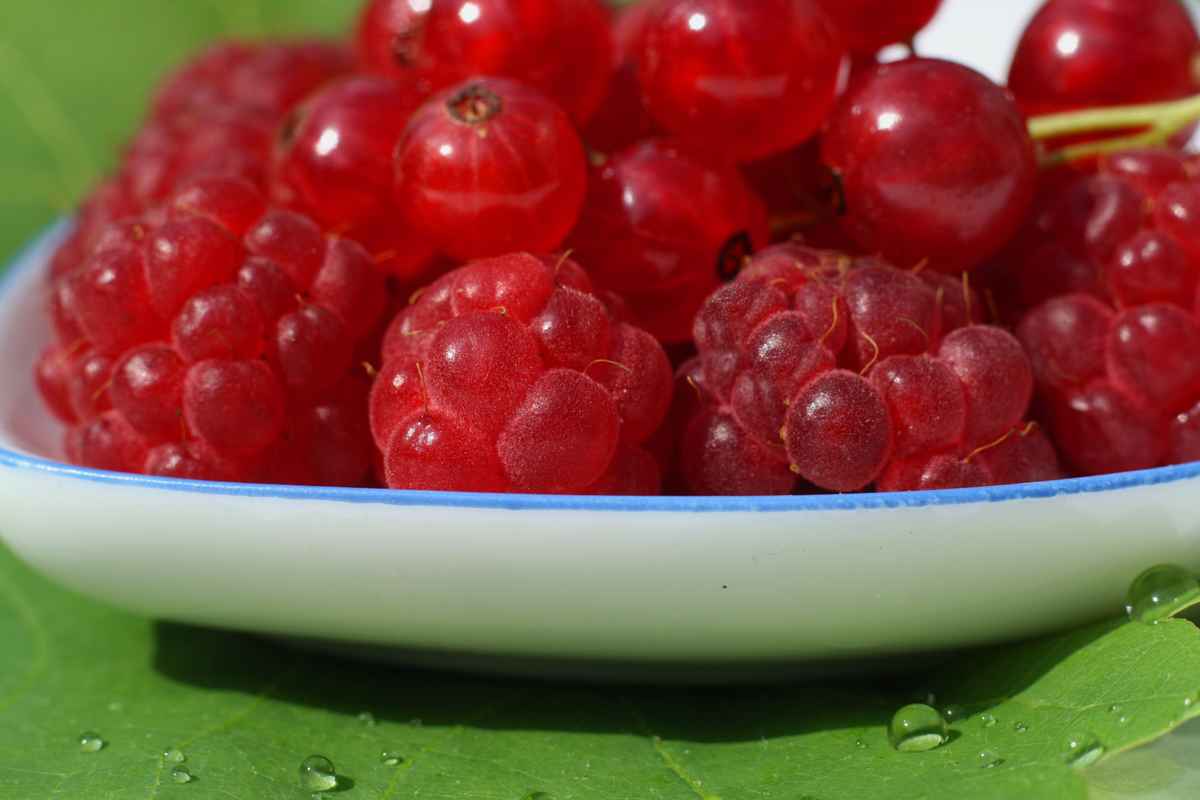 Rote Beeren