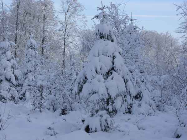 verschneite Bäume