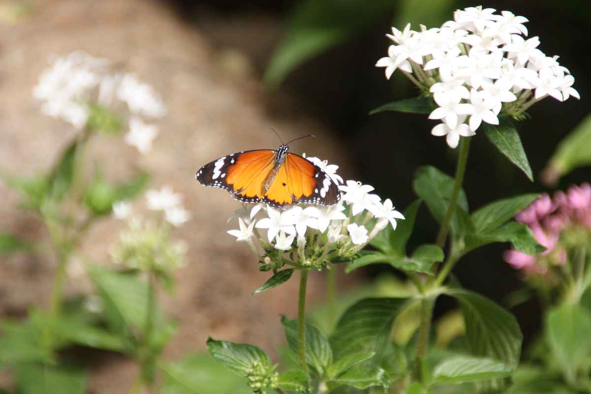 Schmetterling auf Blüte