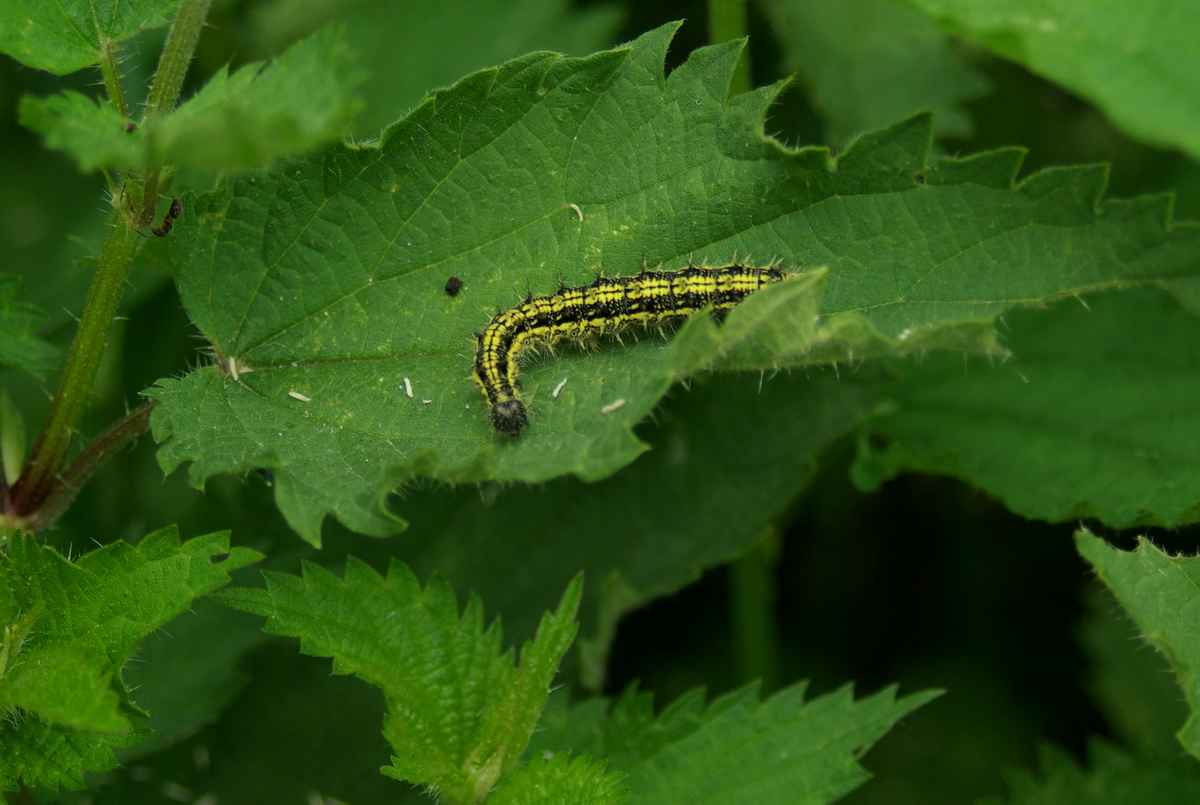 Raupe grün