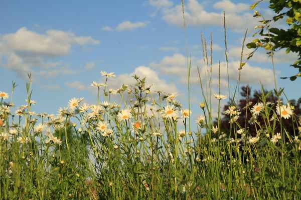 margeriten am feldrand