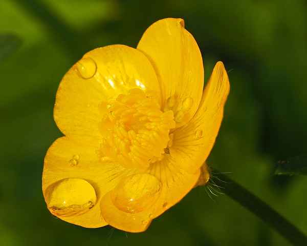 butterblume