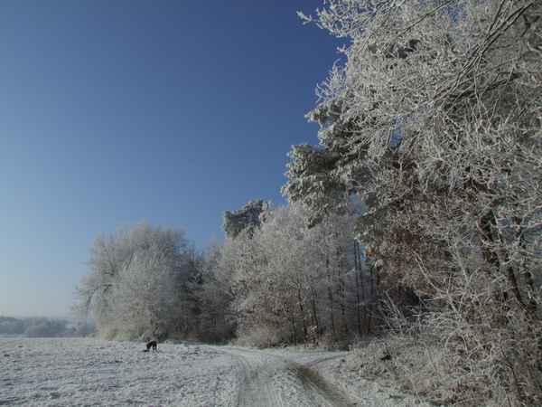 Winterreif im Odenwald, Serie 2