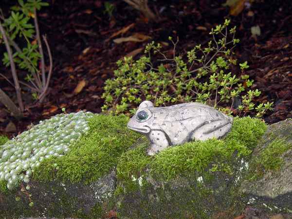 Frosch im Moosbett