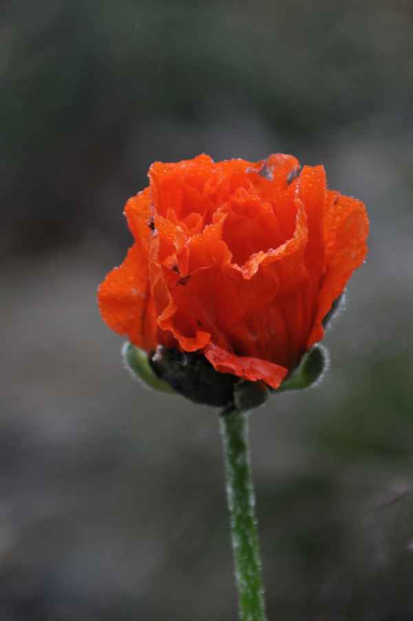 Mohn im Regen