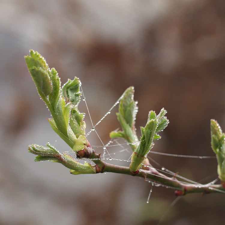 Knospe am Morgen