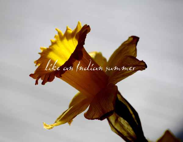 you're like an indian summer