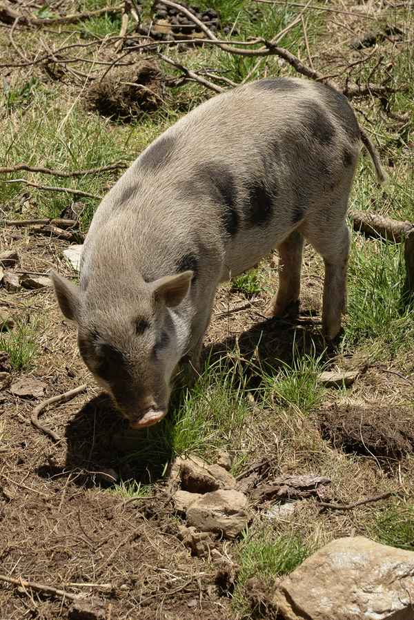 Ferkel, Hängebauchschwein