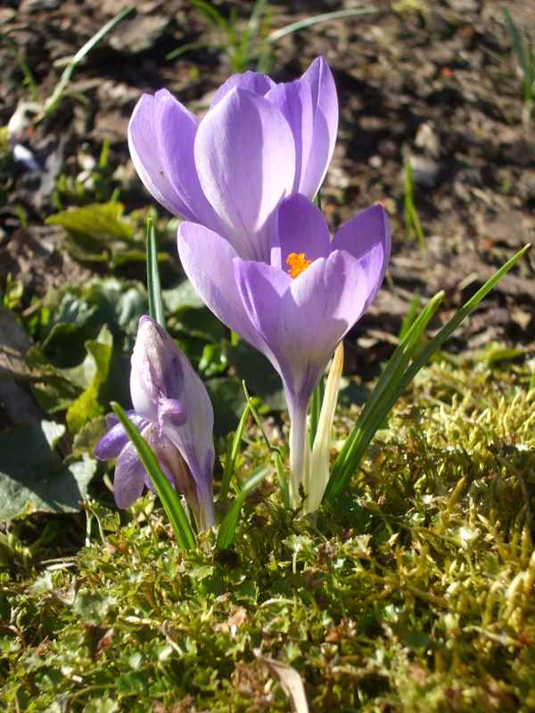 Frühling - Frühling