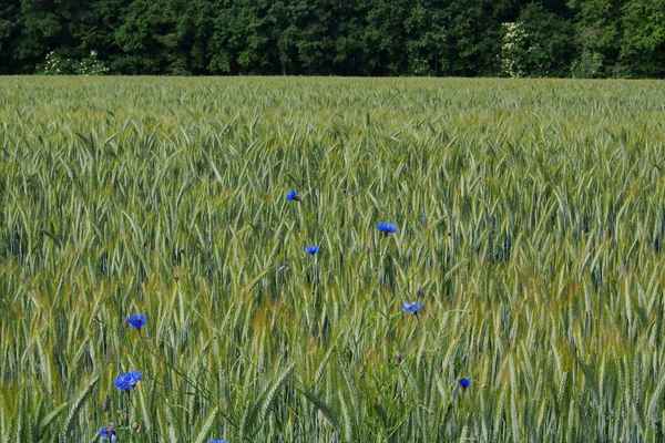blau in grün