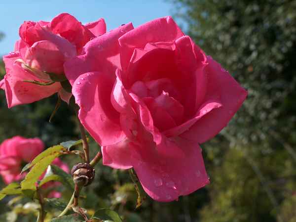 Königin der Blumen