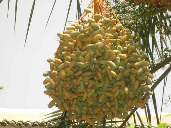 Datteln am Baum in Marrakesch