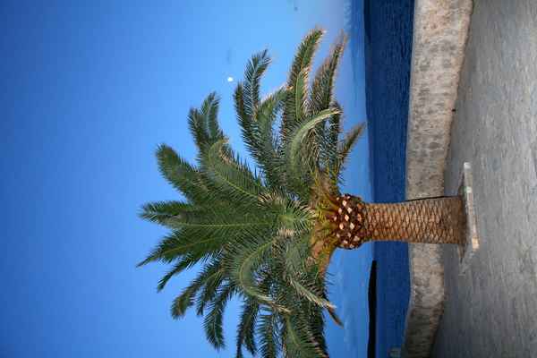 Palmen, blauer Himmel und Meer