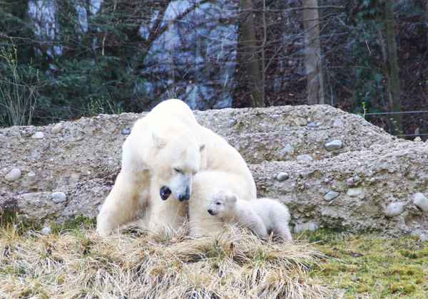Bäriger Nachwuchs 05