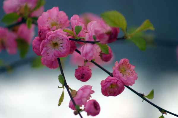 japanische Kirschblüte im Frühling~~~~